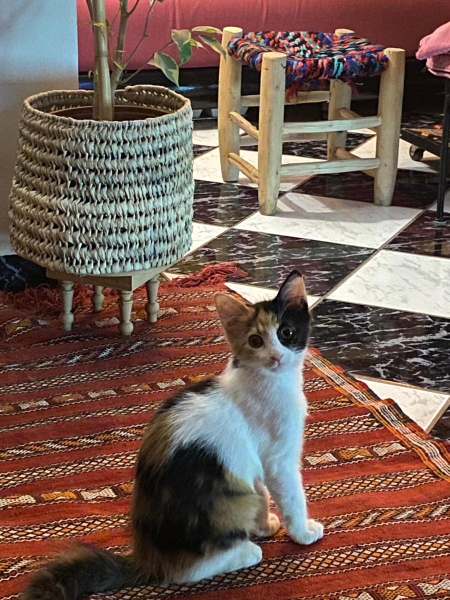 Riad Palmier Fleuri Marrakesh Exteriör bild